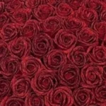 Crimson Desire Eternity Rose