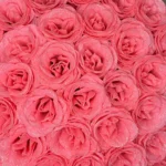 Pink Stardust Soap Rose