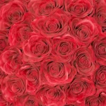 Crimson Elegance 51 Premium Soap Rose
