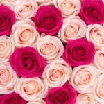 Royal Blush 61 Soap Rose