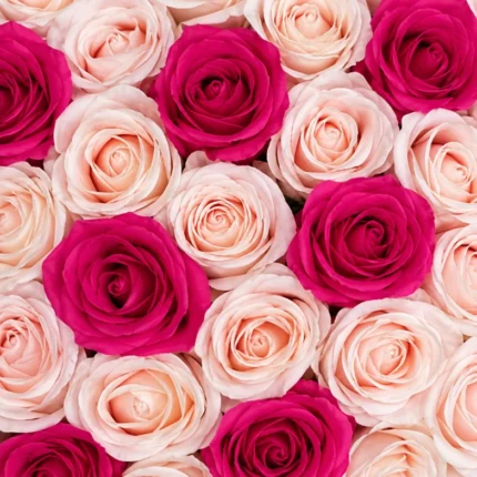 Royal Blush 61 Soap Rose